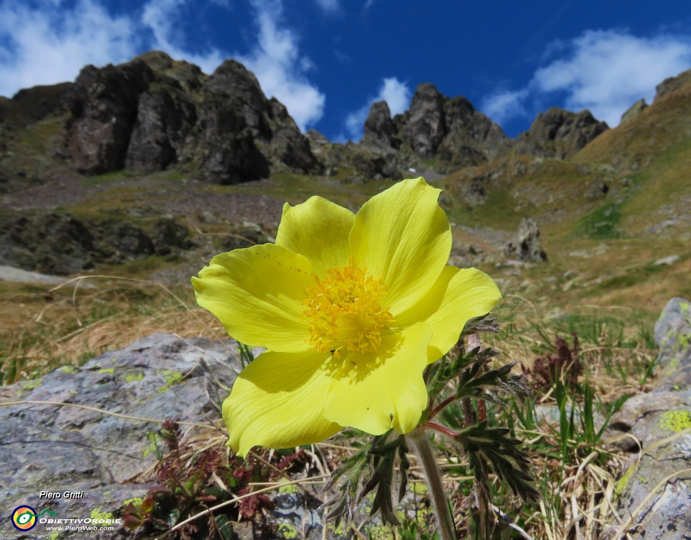 45 Pulsatilla alpina apiifolia - Pulsatilla sulfurea con vista in Valletto .JPG